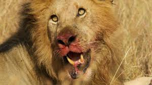 Si no la han visto háganlo ya que vale la pena conocer la historia de este evento real. Unos Leones Se Comen A Tres Cazadores Furtivos Marca Com