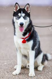 Black And White Siberian Husky Purebred Siberian Husky Black And White Color Siberian Husky Husky Husky Puppy