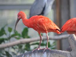 Ibis has short, light periwinkle blue hair in an undercut style. Unique Animals In Country Eudocimus Ruber Scarlet Ibis