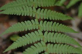 They differ from mosses and other bryophytes by being vascular, i.e. Pin On Plantables