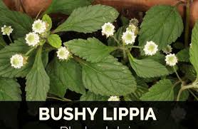 Image result for Lippia woodii