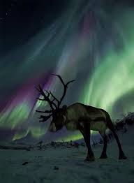 Reindeer Under The Aurora Borealis Wow Northern Lights Wildlife Photography Aurora Borealis Northern Lights