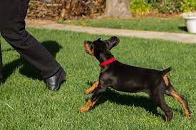 How To Get A Doberman Puppy To Stop Biting The Best Method Doberman Planet