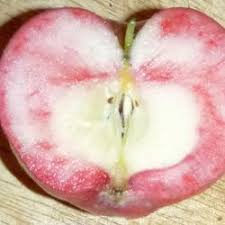 Wann erntet man denn wenn man tomaten eine zeit lang lagern muss, oder soße daraus machen und wann entwickeln tomaten das perfekte aroma? Wann Sind Apfel Reif Mundraub Org