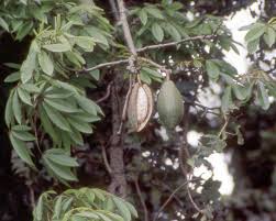 Image result for Ceiba pentandra