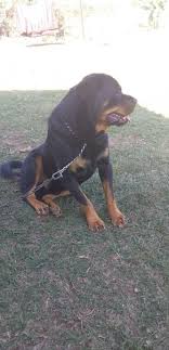 These dogs can grow to stand 25 inches at the shoulder weighing in at up to 75 pounds. Pitbull Rottweiler Cross Pitweiler Durban Dogs Puppies Public Ads 145319