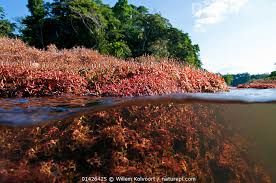 Image result for Podostemaceae