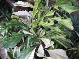 Image result for Caryota