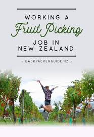 Working A Fruit Picking Job In New Zealand Nz Pocket Guide 1 New Zealand Travel Guide Fruit Picking Jobs New Zealand Jobs Fruit Picking