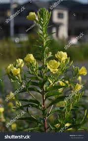 Image result for Onagraceae