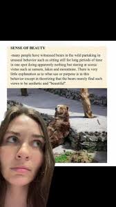 When you find out bears just like sitting around and taking in the view.  #animaltiktoks #animaltiktok #animaltiktok #animaltoks #wholesometok