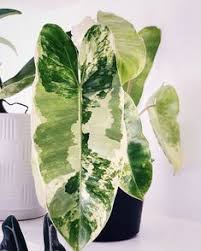 Philodendron Burle Marxii Variegata Philodendron Burle Marxii Variegata Plants Variegated Plants Plant Aesthetic