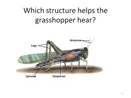 Grasshopper is the coding app for beginners. Grasshopper Carapace These Palps Allow The Grasshopper