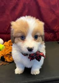 How can they be turning 7 weeks old. Such beauty captured in an  image.💓💓💓💓💓💓💙💙