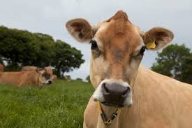 Maybe you would like to learn more about one of these? Bovine Tb Disguised By Liver Fluke Nature
