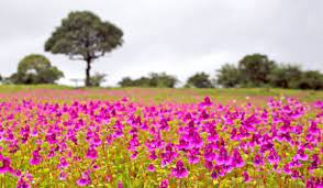 Maharashtra state also have mini valley of flowers and it is known as ' kaas plateau', locals pronounce as ' kaas pathar'. With More Than 850 Species Of Flowering Plants Here S All You Need To Know About Kaas Plateau The Valley Of Flowers In Maharashtra