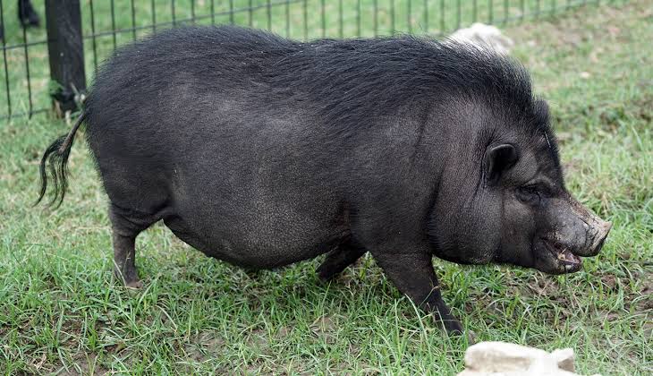 Mga resulta ng larawan para sa Pot-bellied Pig"