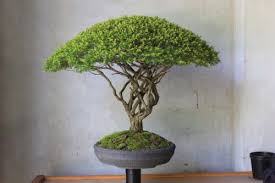 Posts About Broom Style On Bonsai Evolution Bonsai Baum Bonsai Baum