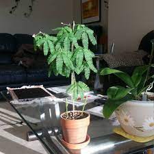 Sometimes called silk tree, the mimosa (albizia julibrissin) is a small, deciduous tree that grows outdoors in u.s. Mimosa Pudica Sensitive Plant Uploaded By Kaigia