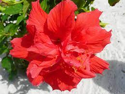 Pin By Alice Jo Nix On Hibiscus Hibiscus Plant Hibiscus Tree Hibiscus Flowers