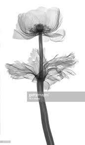 Anemone Flower Tattoo Black And White X Ray Of Anemone Wild Flower Ranunculaceae Wild Flowers Anemone X Ray