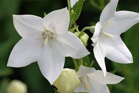 Found growing in a churchyard. 17 Flowering Perennials That Will Grow Anywhere Gardener S Path