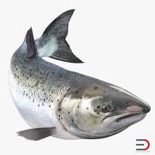 Atlantic Salmon Fish 3d Model Fish Fish Silhouette Salmon Fish