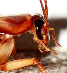 Learn how to keep roaches away for good. Understanding Cockroaches And How To Get Rid Of Them Dengarden