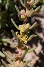 Image result for Suaeda articulata