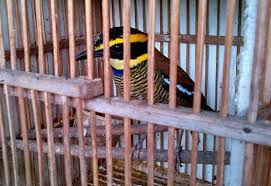 Sebelum dipasang, tentu hal yang harus diaplikasikan adalah vernis atau cairan anti bahan untuk membuat pagar dari kayu adalah kayu palet, untuk banyaknya bahan tentu menyesuaikan dengan luas pagar yang akan digunakan. In The Market For Extinction An Inventory Of Jakarta S Bird Markets Wildlife Trade Report From Traffic