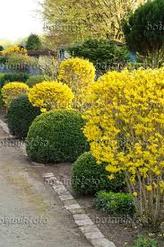 555116 Forsythias Forsythia And Boxwoods Buxus With Spherical Shape Plants Garden Yard Ideas Forsythia