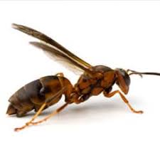 Clear rats from my home and garden. Dealing With Red Wasps