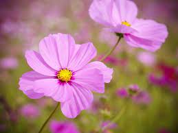 Cosmos Flowers Are Incredibly Easy To Grow Cosmos Flowers Fast Growing Flowers Annual Flowers
