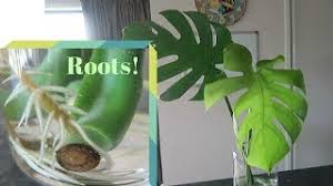 Propagating Monstera Plant July 2018 Youtube