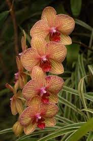 Pin On Orchid Photos