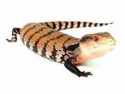 Explore 31 listings for blue tongue skink for sale uk at best prices. Indonesian Blue Tongue Skink Blue Tongue Skink Pet Lizards Animals