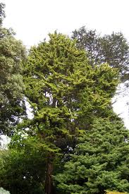 I spent most of the afternoon doing yard work and getting things planted but didn't get to the cyress. Plantfiles Pictures Monterey Cypress Lemon Cypress Donard S Gold Cupressus Macrocarpa 1 By Growin
