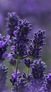 Purpleall Tumblr Lavender Flowers Most Beautiful Flowers Beautiful Flowers