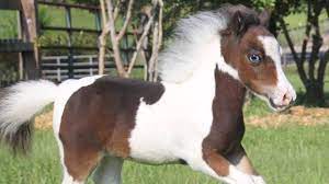 How Adorable Miniature Therapy Horses Are Helping Those In Need Huffpost Uk Life