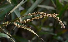 Image result for Persicaria decipiens