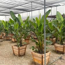 Image result for Strelitzia nicolai