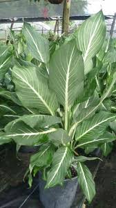 Dieffenbachia Sterling Cool Plants Dieffenbachia Houseplant Plants