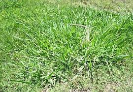 At the same time, mulch holds moisture for your plants and provides nutrients for your soil as it decomposes. Getting Rid Of Crab Grass
