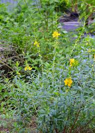 Image result for Heimia salicifolia