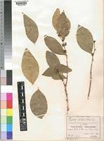 Image result for Scolopia stolzii