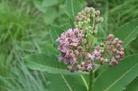 Image result for Asclepias