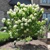 Check out our oakleaf hydrangea selection for the very best in unique or custom, handmade pieces from our craft supplies & tools shops. Https Encrypted Tbn0 Gstatic Com Images Q Tbn And9gcssxydajnrjamhlr Q0x5gx33izj Lwtilv1qc9x9g Usqp Cau