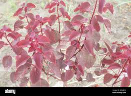 Image result for Euphorbia cotinifolia