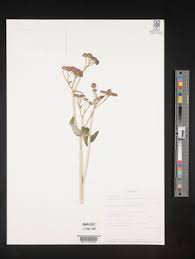 Image result for Gutenbergia cordifolia