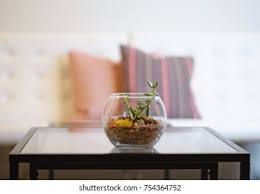Enjoy free shipping on most stuff, even big stuff. Terrarium On Coffee Table White Chairs Stock Photo Edit Now 754364752